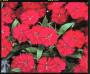 Seminte profesionale Dianthus hybrid - Garofite de gradina - imagine 49014